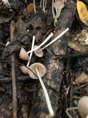 Coprinellus