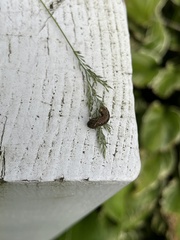 Nematocampa resistaria