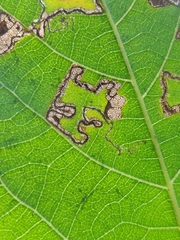 Stigmella longisacca