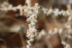 Sclerolaena cornishiana