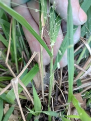 Eragrostis spectabilis