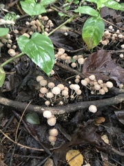 Coprinellus