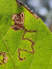 Stigmella longisacca