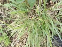 Eragrostis spectabilis