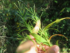 Paspalum repens