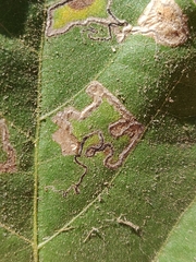 Stigmella longisacca