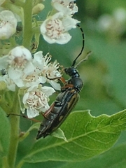 Lepturini