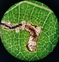 Stigmella longisacca