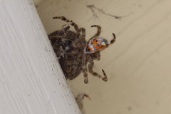 Larinioides patagiatus