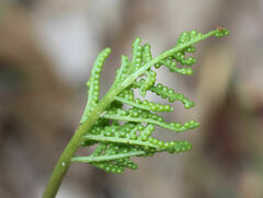 Sceptridium biternatum