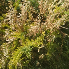 Astragalus bisulcatus