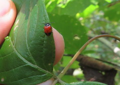 Endomychus biguttatus