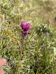 Castilleja lemmonii