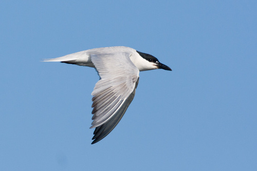 Gull-billed Tern