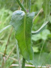 Picris hieracioides
