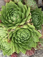 Sempervivum