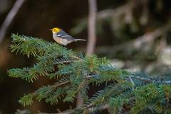 Setophaga occidentalis