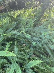 Nephrolepis cordifolia