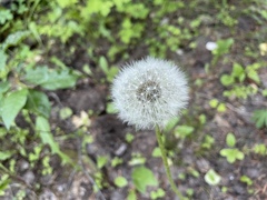 Taraxacum erythrospermum