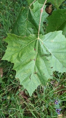 Platanus occidentalis