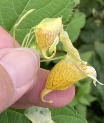 Impatiens edgeworthii