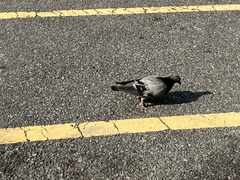 Columba livia domestica