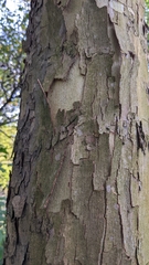 Platanus occidentalis