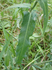 Picris hieracioides