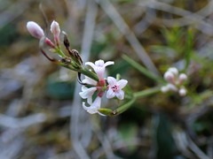 Asperula cynanchica