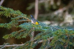 Setophaga occidentalis