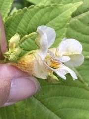 Impatiens edgeworthii