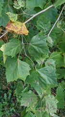 Platanus occidentalis