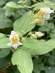 Impatiens edgeworthii