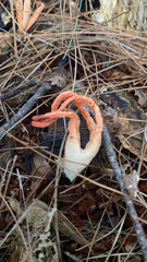 Pseudocolus fusiformis