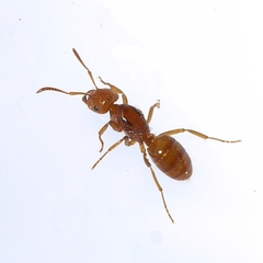 Lasius interjectus
