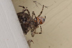 Larinioides patagiatus