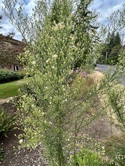 Erigeron canadensis
