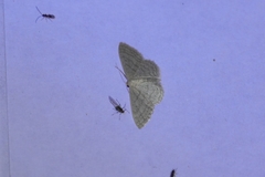 Idaea subsericeata