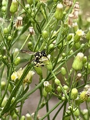 Erigeron canadensis