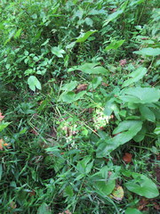 Sagittaria australis