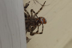 Larinioides patagiatus