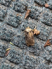 Noctuinae