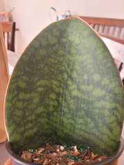 Sansevieria masoniana