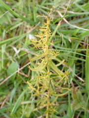 Thesium linophyllon