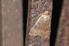 Noctua janthina
