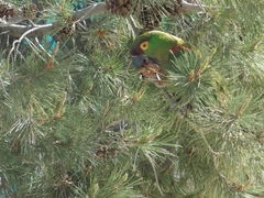 Rhynchopsitta terrisi