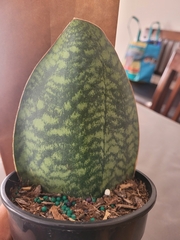 Sansevieria masoniana