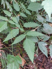 Aruncus dioicus