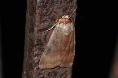 Noctua janthina