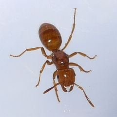 Lasius interjectus